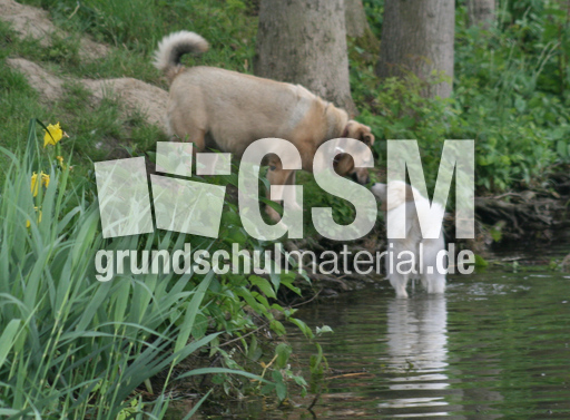 Hunde-See-012.jpg